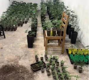 maconha-208679