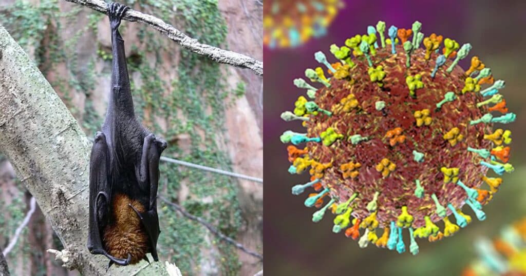 virus-nipah-2-791231