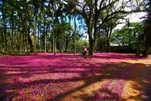 Foto: PMSJC