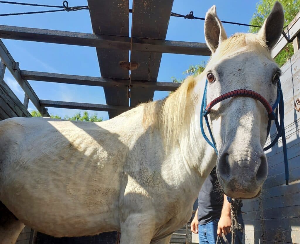 cavalo-854835