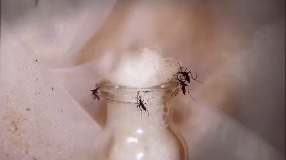 Dengue-398312