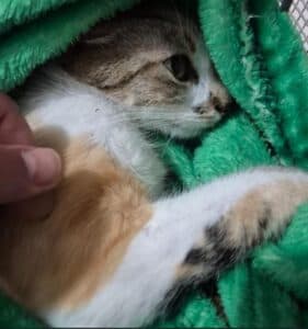 gato_curitiba-410867