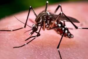 Mosquito da dengue