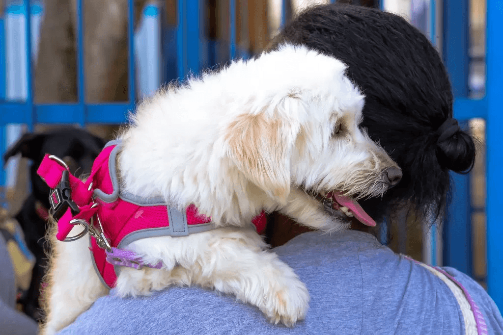Pet-537466