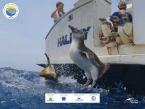 Pinguins-660478