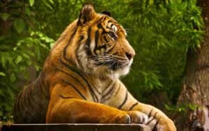 tigre_de_sumatra