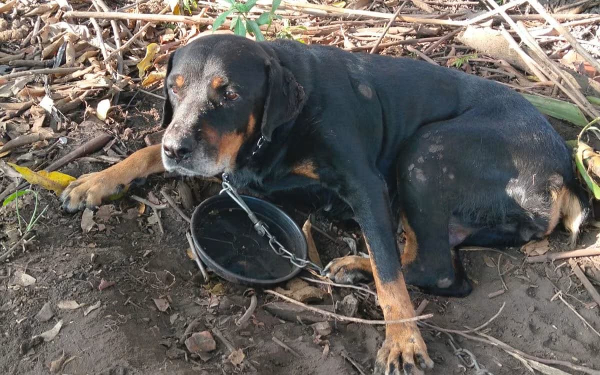 cachorro-064450