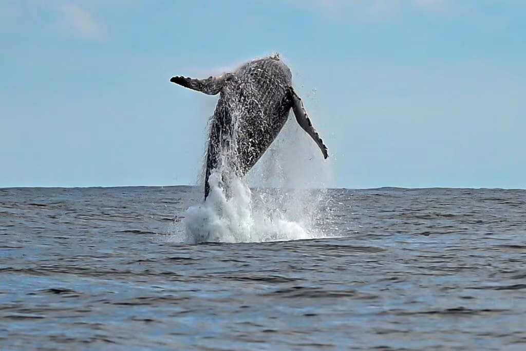 Avistamento de baleias em Ilhabela – Foto de Paulo Stefani (3)