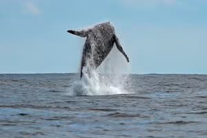Avistamento de baleias em Ilhabela – Foto de Paulo Stefani (3)