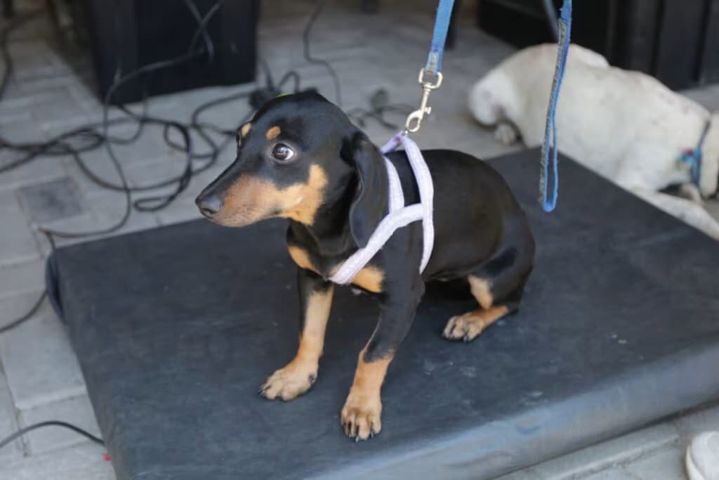 Pet_5