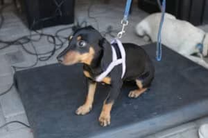 Pet_5