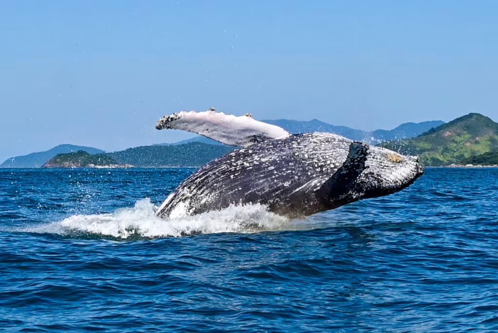 Foto: Divulgação\ Prefeitura de Ilhabela