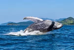 Foto: Divulgação\ Prefeitura de Ilhabela