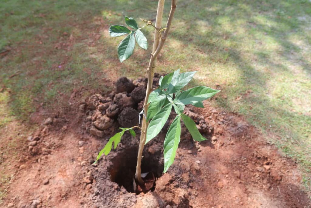Foto: Divulgação\ Prefeitura de Jacareí