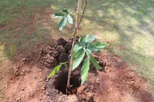 Foto: Divulgação\ Prefeitura de Jacareí