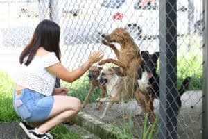 Estarão disponíveis cães e gatos para adoção responsável; tutores podem levar pets para vacinação e microchipagem gratuita - Foto: Claudio Vieira/PMSJC