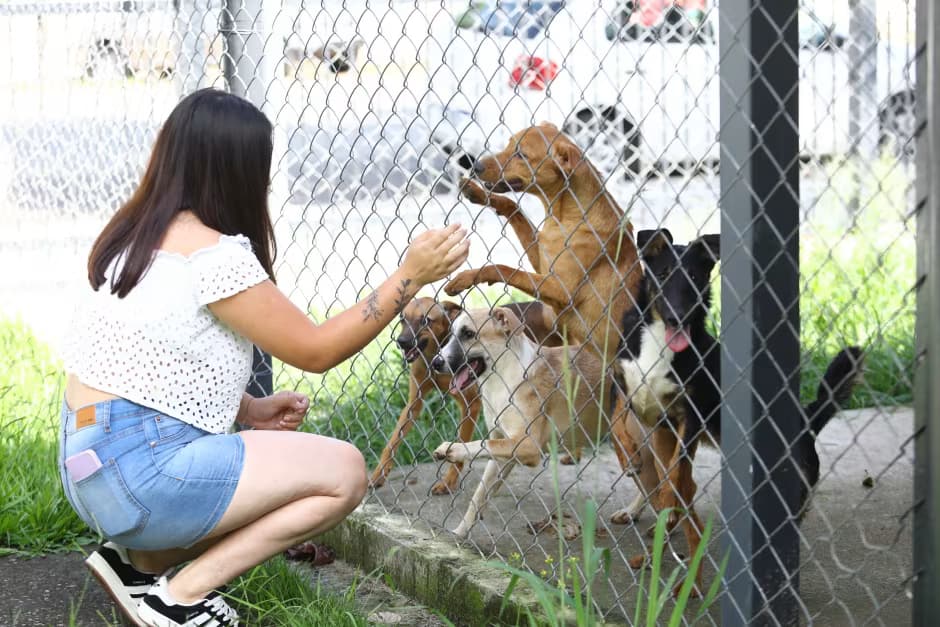 Estarão disponíveis cães e gatos para adoção responsável; tutores podem levar pets para vacinação e microchipagem gratuita - Foto: Claudio Vieira/PMSJC