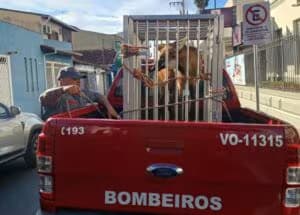 Divulgação/Bombeiros