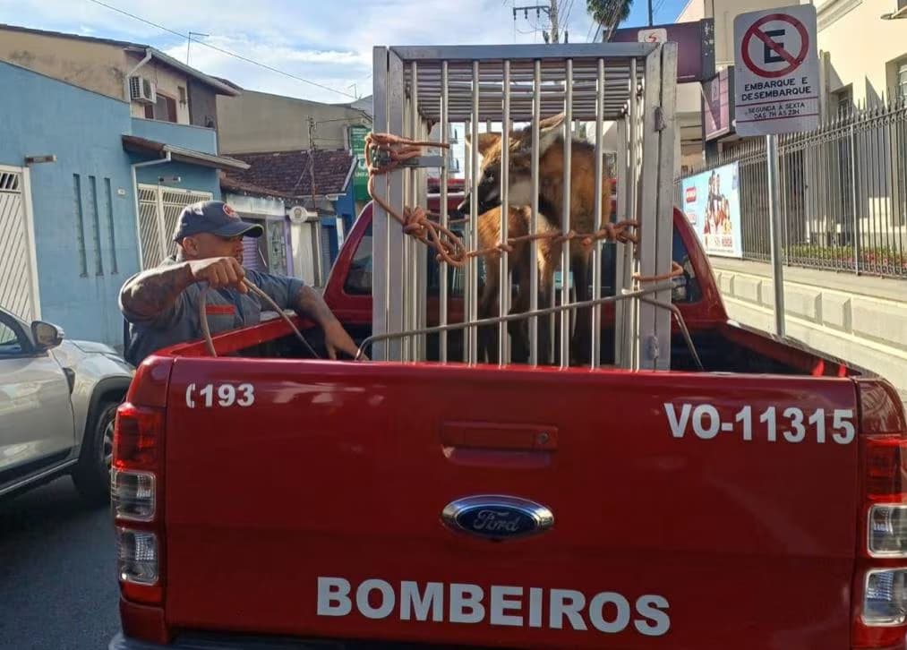 Divulgação/Bombeiros