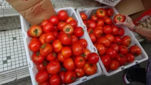 Tomates à venda em feira - Foto: Kam Ming mm (CC BY-SA 4.0)