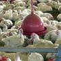 UE e Argentina suspendem importação de frango do Brasil 