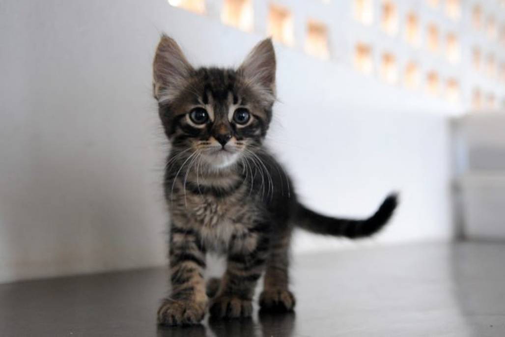 Gatos (Divulgação/Agência Brasil) Gatos (Divulgação/Agência Brasil)