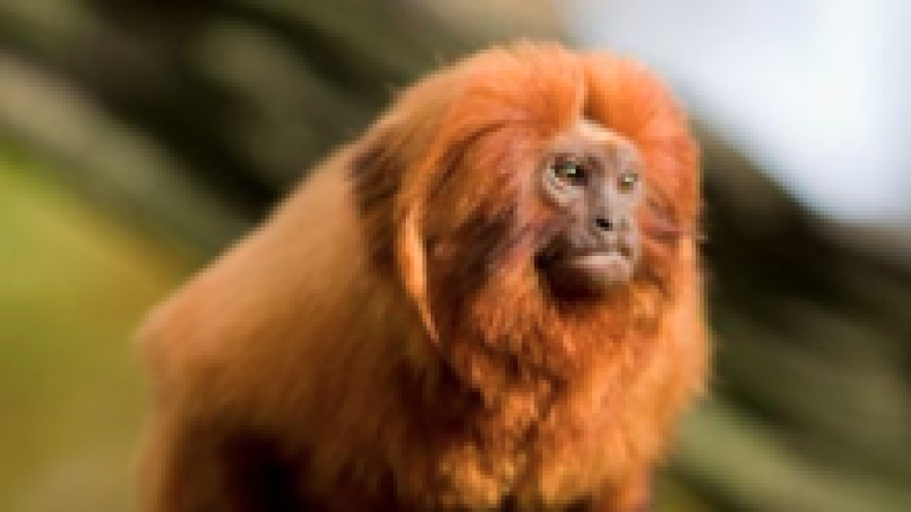 Dez animais em risco de extinção no Brasil Meon Dez animais em risco de extinção no Brasil Meon