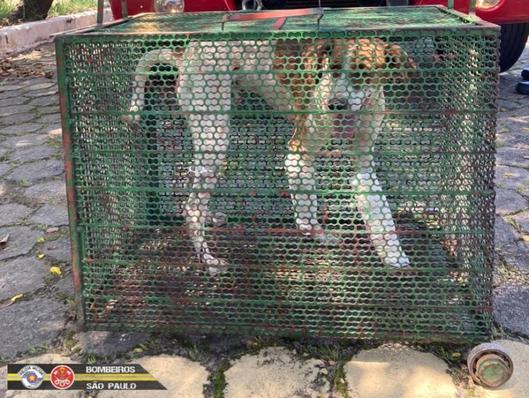 cachorro resgatado Taubaté 4 (Foto: Divulgação/ Corpo de Bombeiros) cachorro resgatado Taubaté 4 (Foto: Divulgação/ Corpo de Bombeiros)