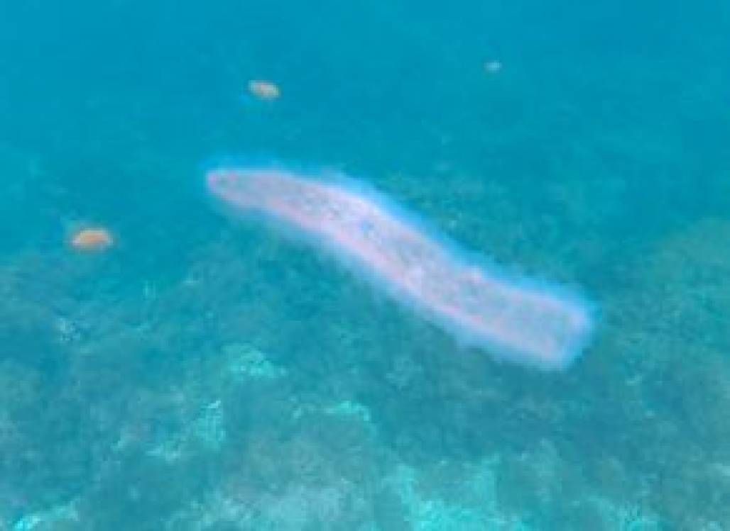 pyrosome (Foto: Reprodução) pyrosome (Foto: Reprodução)