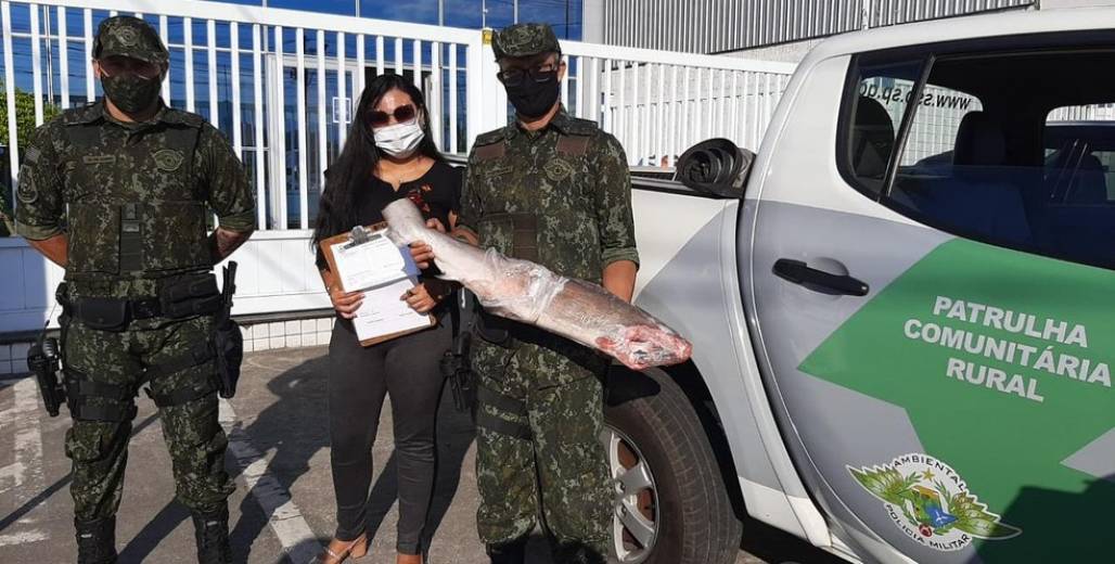apreensão tubarão em freezer (Foto: Divulgação/Polícia Ambiental) apreensão tubarão em freezer (Foto: Divulgação/Polícia Ambiental)