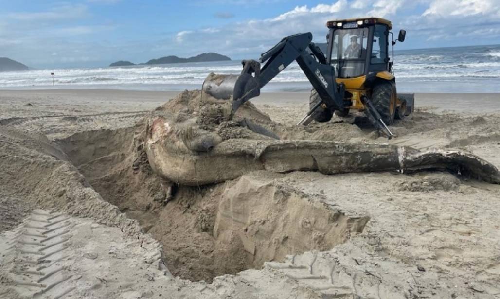 baleia morta em ssbá (Foto: Divulgação/PMSS) baleia morta em ssbá (Foto: Divulgação/PMSS)