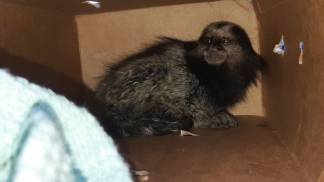 sagui sagui