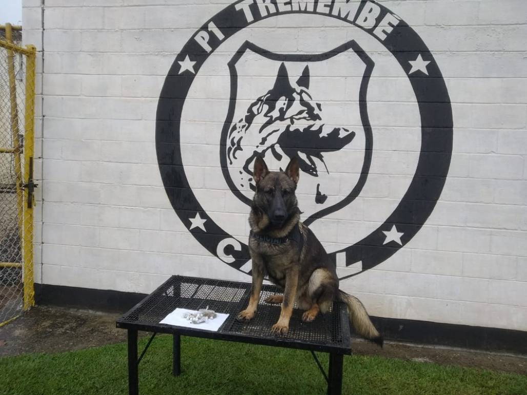 32 porções de maconha foram encontradas por cães farejadores em área de mata de presídio em Tremembé (Foto: Divulgação/SAP) 32 porções de maconha foram encontradas por cães farejadores em área de mata de presídio em Tremembé (Foto: Divulgação/SAP)