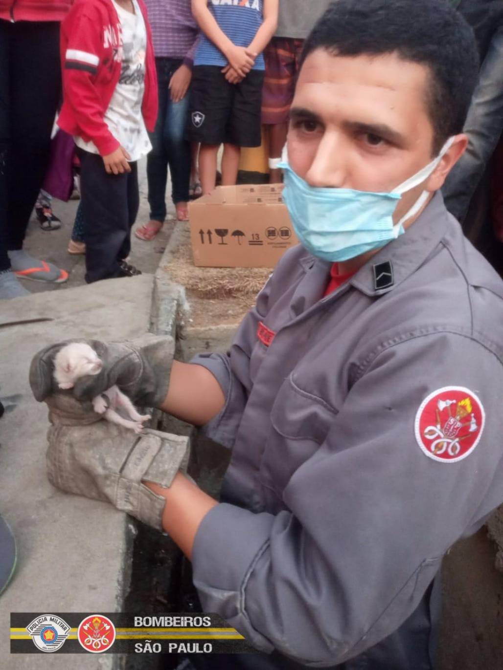 Gato resgatado em Pinda (Corpo de Bombeiros SP) Gato resgatado em Pinda (Corpo de Bombeiros SP)