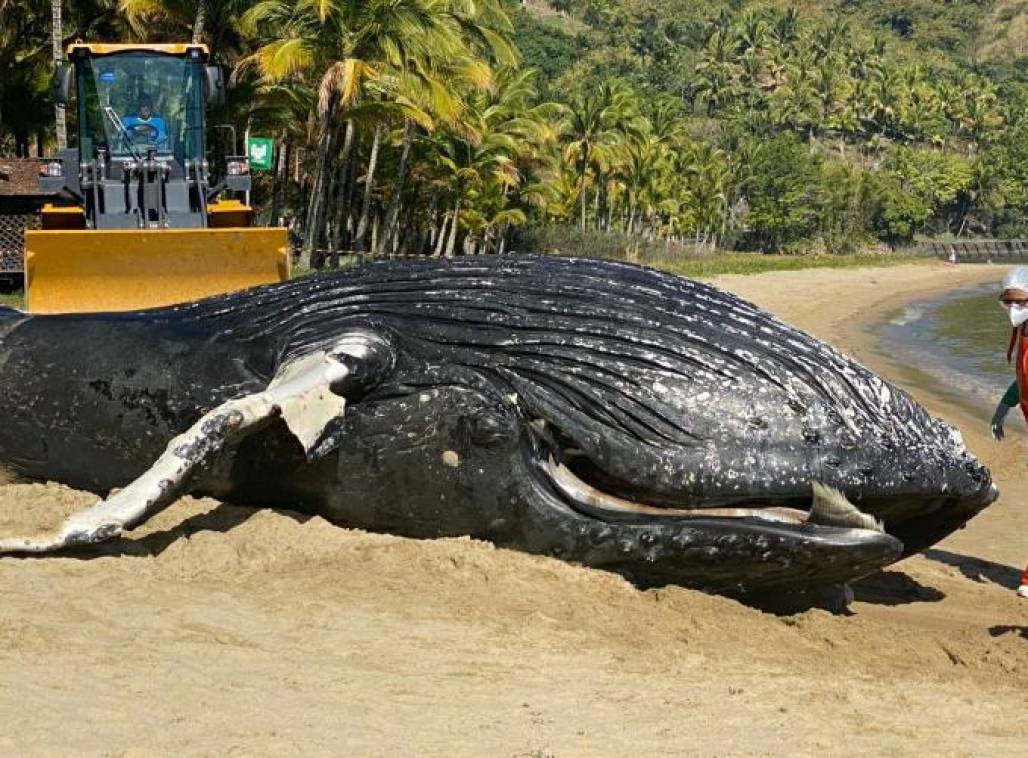 baleia morta em ilhabela (Reprodução) baleia morta em ilhabela (Reprodução)