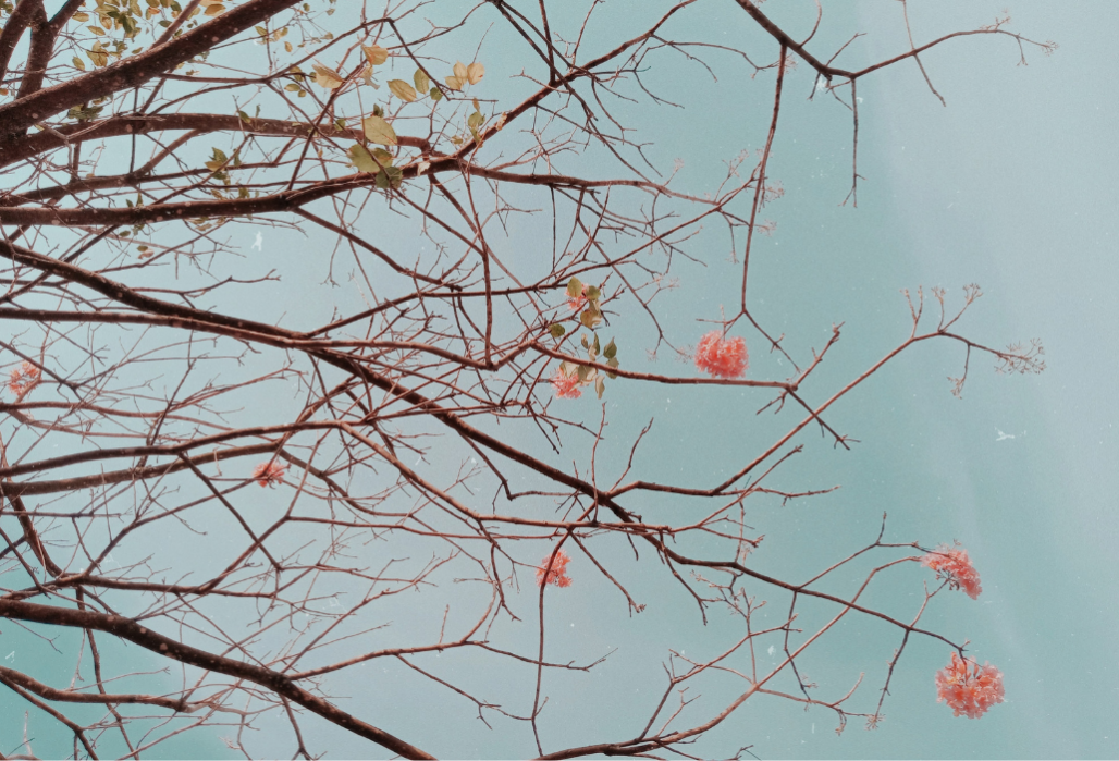 Fundo Fleurs d'enfance (Reprodução: Internet) Fundo Fleurs d'enfance (Reprodução: Internet)
