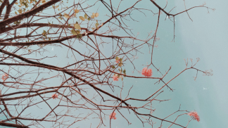 Fundo Fleurs d'enfance Fundo Fleurs d'enfance