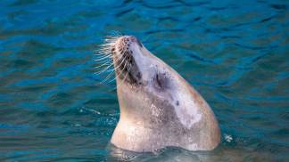 foca foca