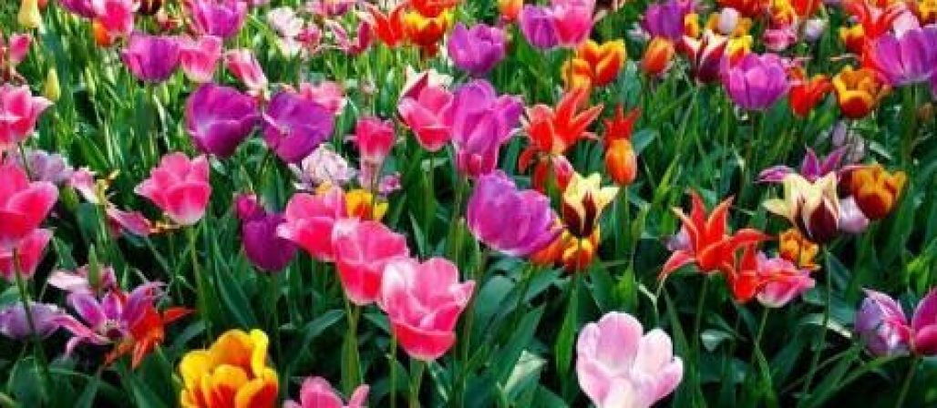 Flores primavera (Reprodução: Internet) Flores primavera (Reprodução: Internet)