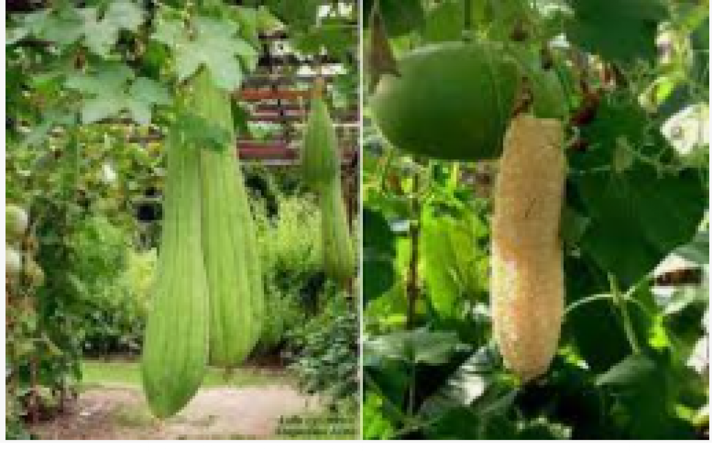 bucha vegetal (Reprodução: Internet) bucha vegetal (Reprodução: Internet)