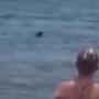 Vídeo: banhistas veem segundo tubarão em Ubatuba em menos de 4 dias