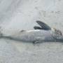 Tubarão-golfinho de 60kg é encontrado morto na areia de Ubatuba