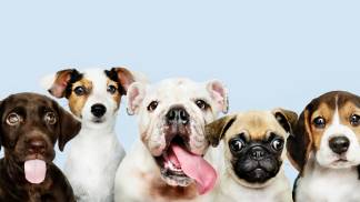 cachorrosfelizes