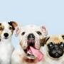 Estado de SP proíbe acorrentamento de pets