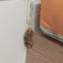 Vídeo: escorpião surpreende família em fraldário de hipermercado de São José 