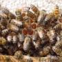 Câmara de Taubaté aprova criação de abelhas sem ferrão na área urbana