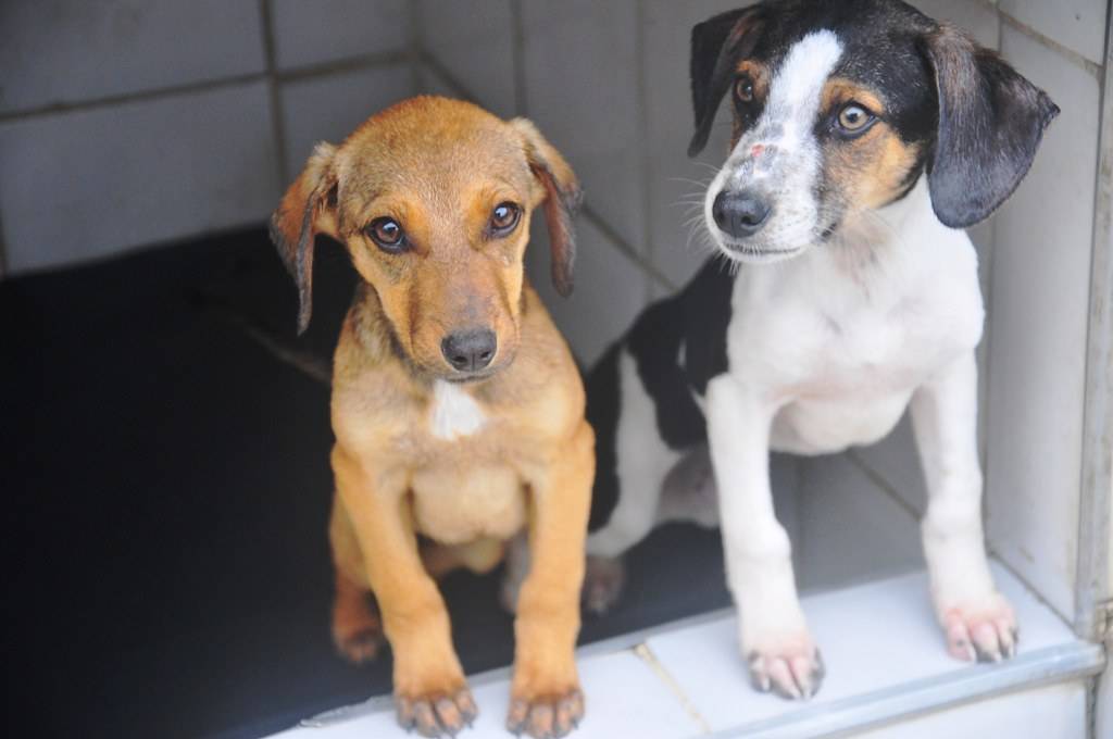 Veterinários pedem regulamentação para transporte de animais