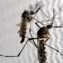 São José decreta estado de emergência para a dengue