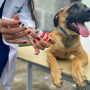 Ubatuba segue com campanha de vacinação antirrábica 