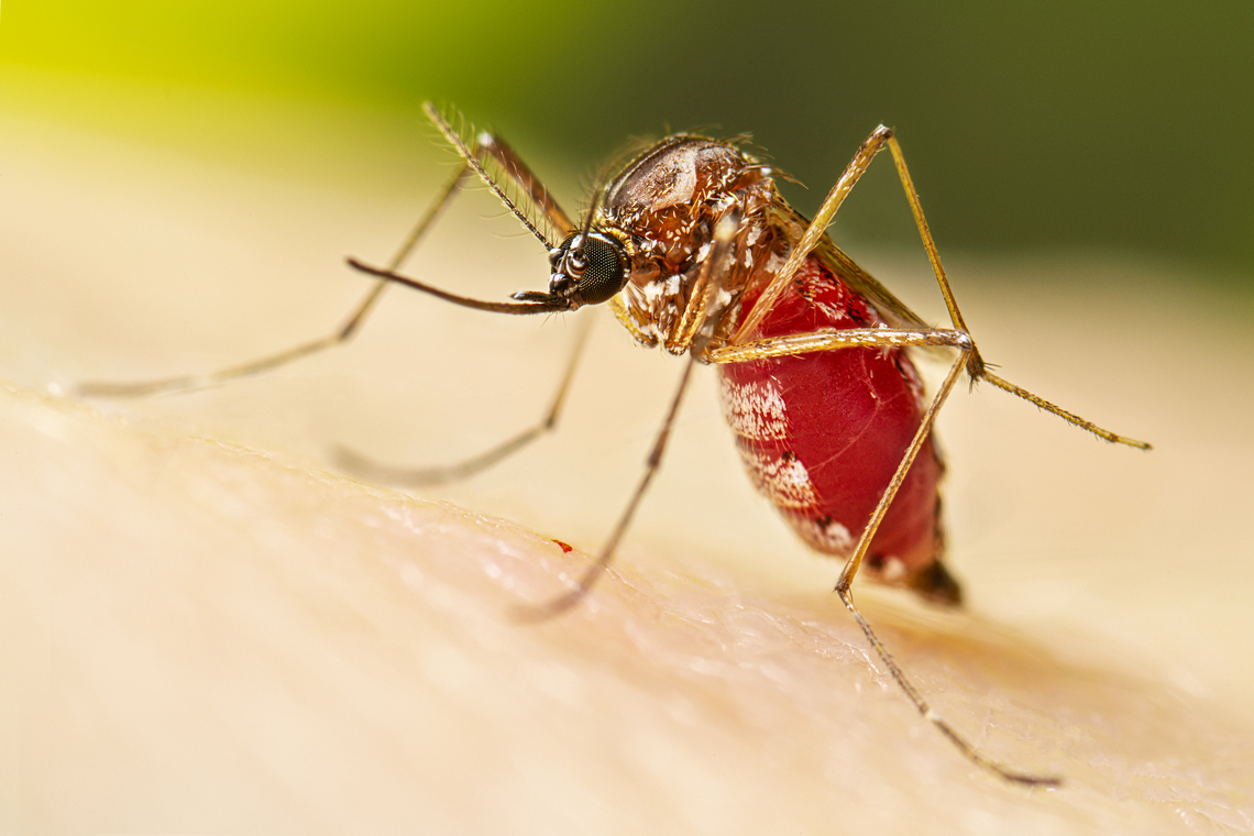 Sopesp - OGMOSA realiza ação de combate ao Aedes Aegypti no Porto